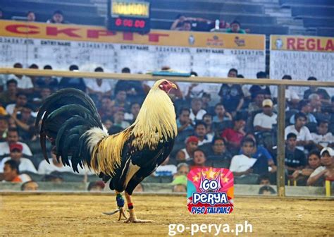 go perya.net|Online na Gabay sa Sabong .